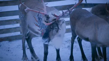 Gordon Ramsay : bataille de chefs : En Laponie - spéciale Noël