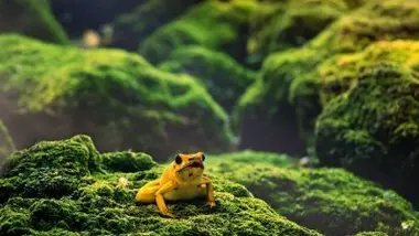 Grenouille mortelle