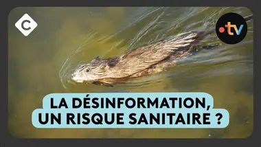 Hantavirus : quels sont les risques de contamination ?