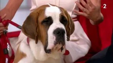 Hélène Gateau: Le Saint Bernard