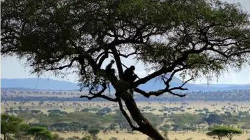 replay de Homo sapiens, les nouvelles origines