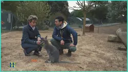 Houba, houba ! Voici les supers marsupiaux !