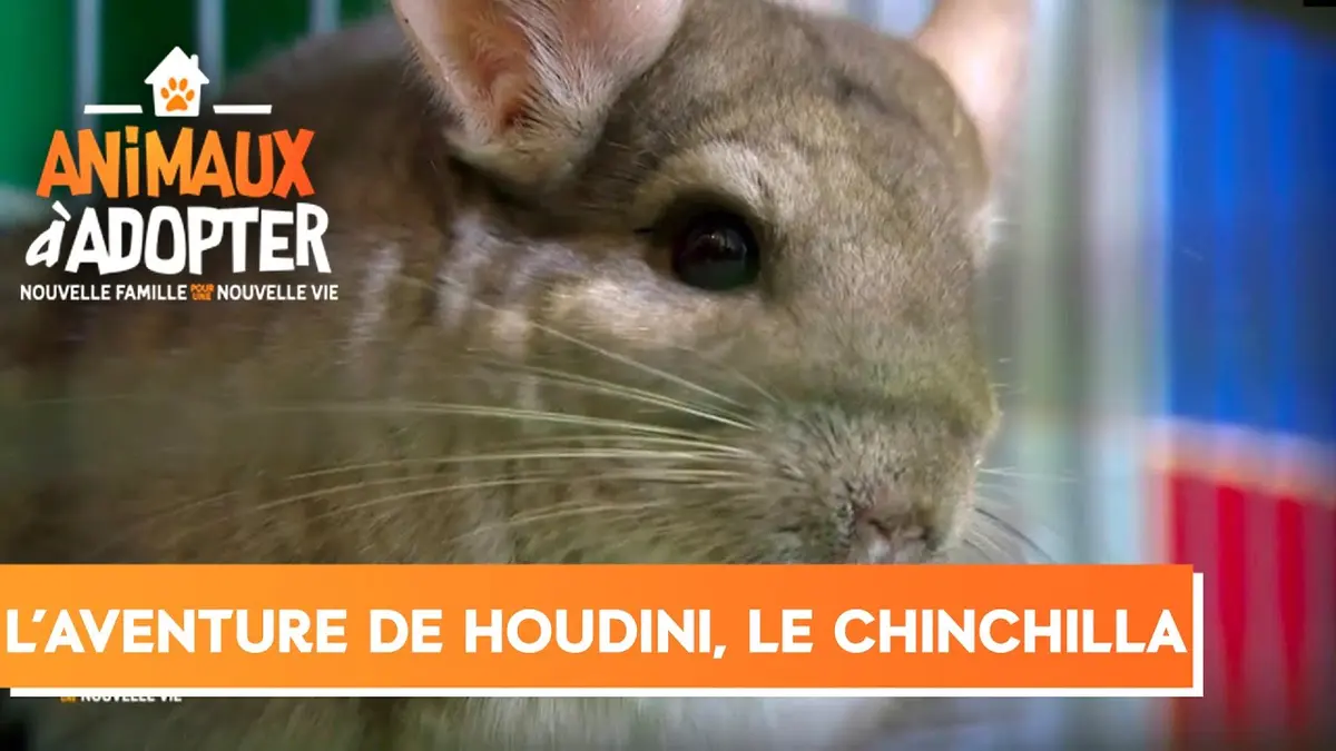 replay de Houdini, le chinchilla retrouvé ! - Animaux à Adopter