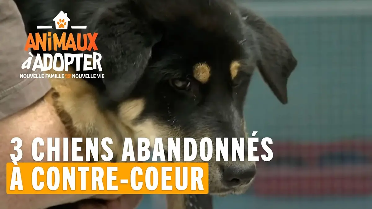 replay de Il abandonne à contre-coeur 3 chiots (Akitas) - Animaux à adopter