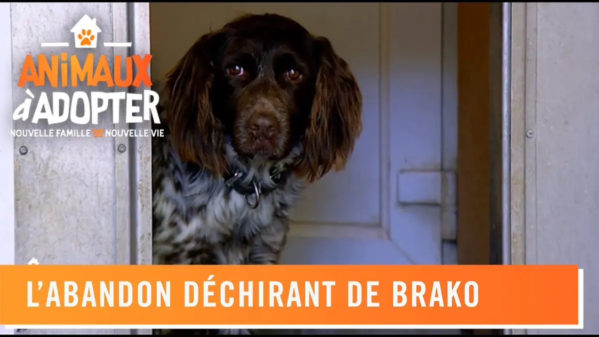 replay de Ils abandonnent ce jeune chien, Brako - Animaux à adopter
