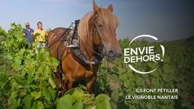 Ils font pétiller le vignoble nantais