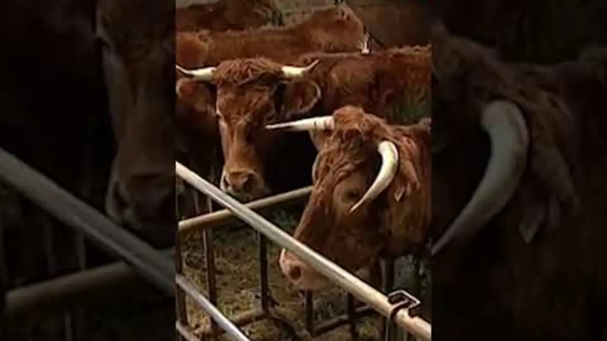 replay de Ils ont pas la même définition de "correcte" ? - Extrait Sacrées vaches