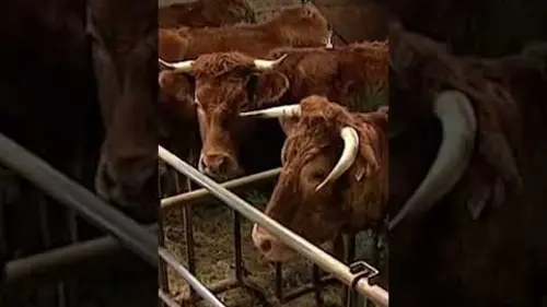 replay de Ils ont pas la même définition de "correcte" 😅 - Extrait Sacrées vaches