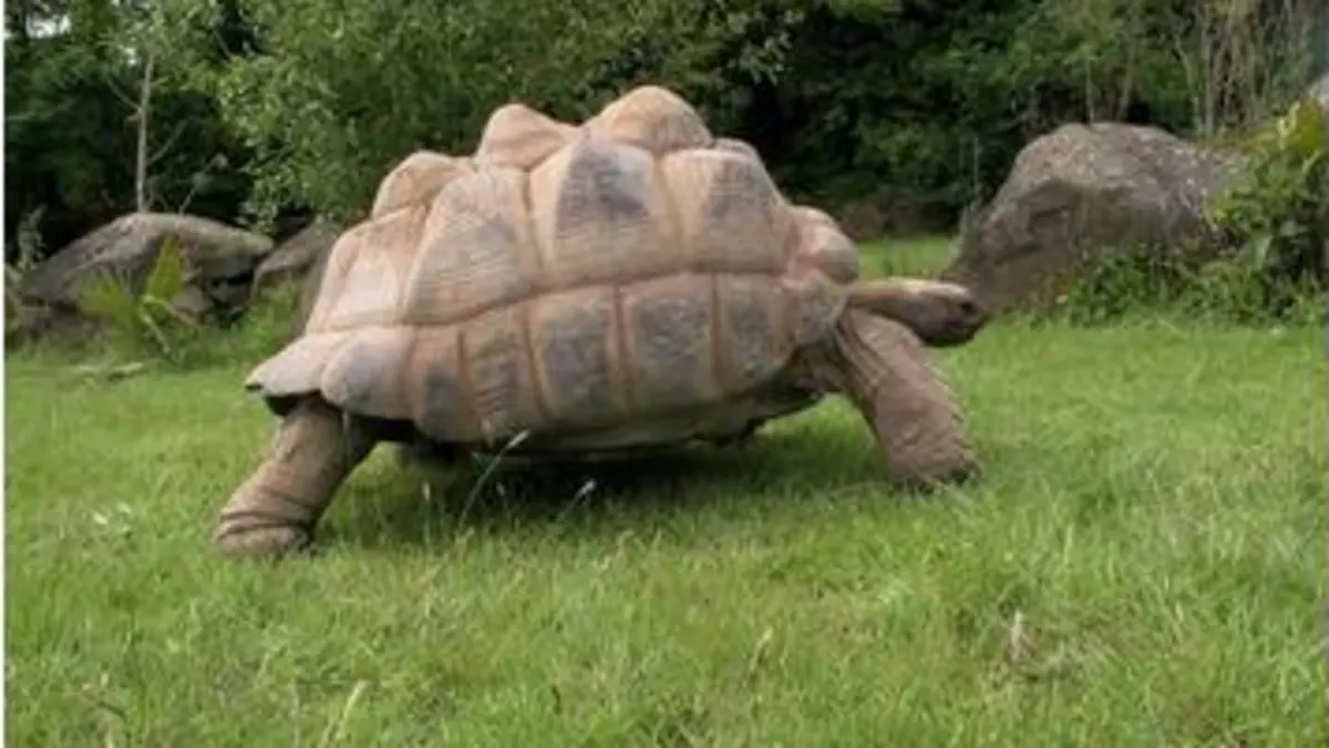 replay de Incroyables coquilles et carapaces : tortues et autruches