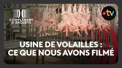 Infiltration au cœur d'un abattoir de dindes - Complément d'enquête