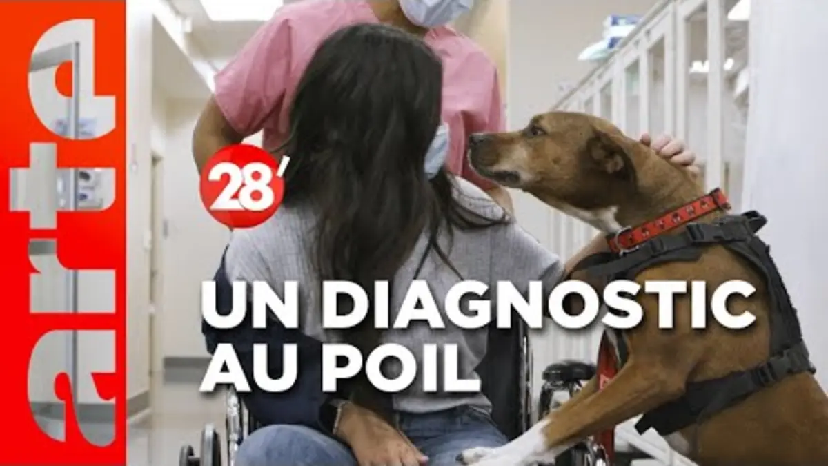 replay de Intéressant : Des chiens pour dépister les maladies à l'hôpital ? - 28 minutes - ARTE