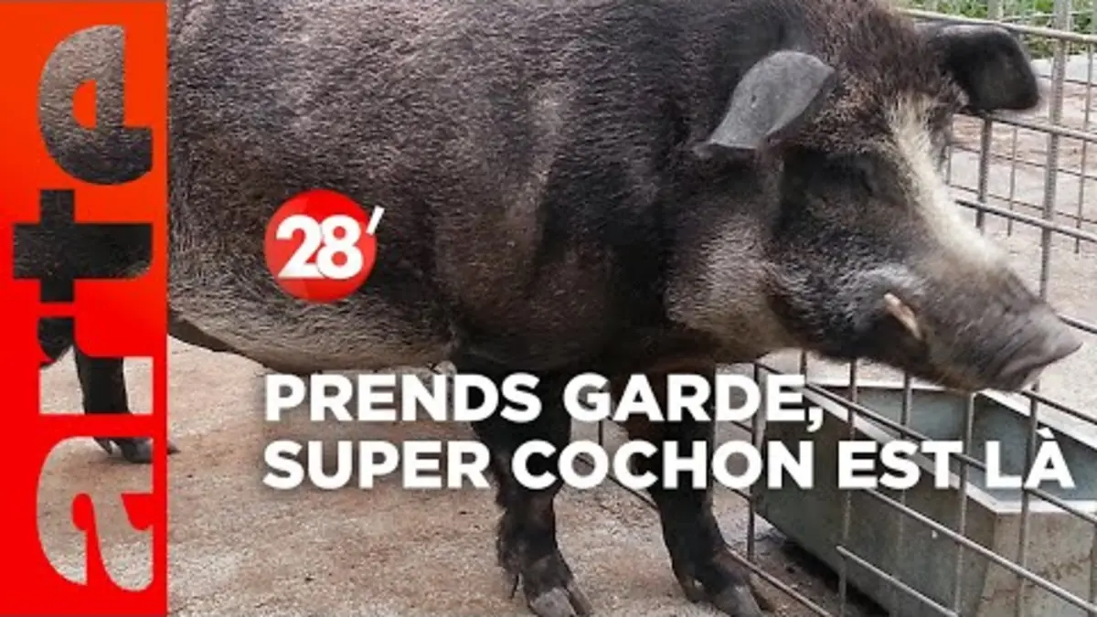 replay de Intéressant : Faut-il avoir peur des super porcs ? - 28 minutes - ARTE