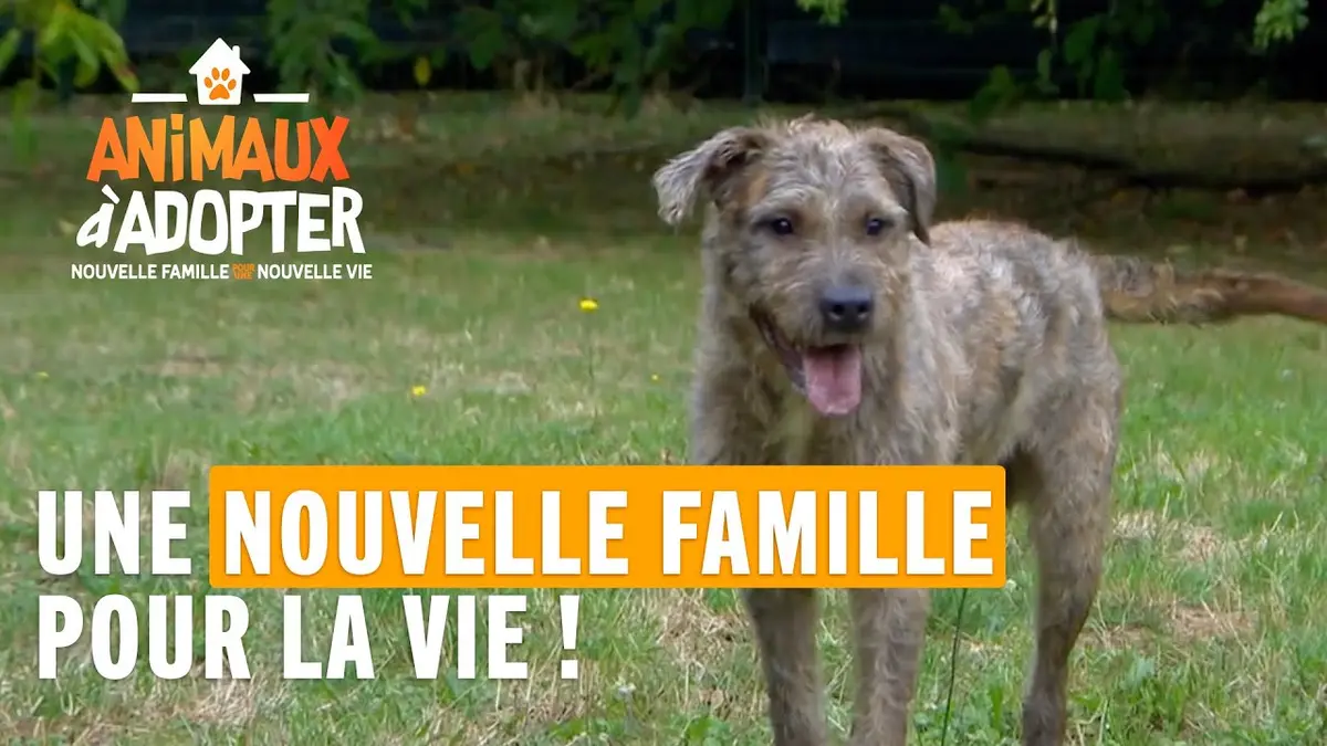 replay de James a finalement trouvé une nouvelle famille pour la vie ! ? - Animaux à Adopter