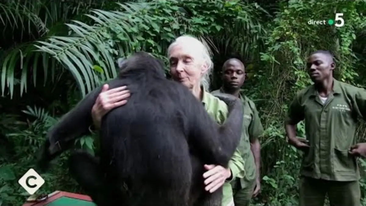 replay de Jane Goodall, les chimpanzés lui disent merci - L’Oeil de Pierre - C à Vous - 14/12/2023