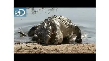 Joël face à la faune sauvage : Lone Target