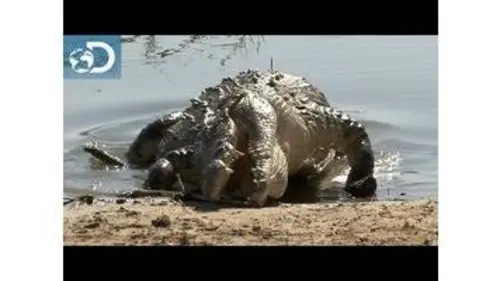replay de Joël face à la faune sauvage : Lone Target