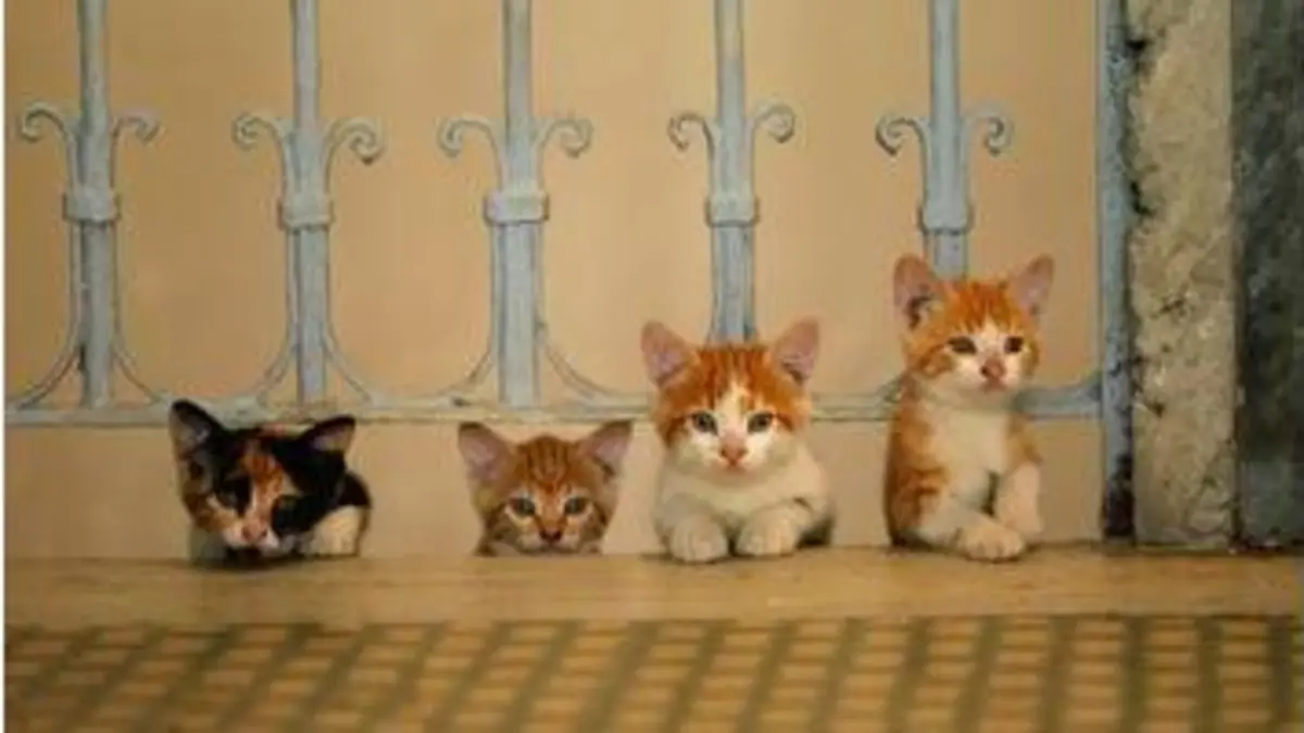 replay de Kedi - Des chats et des hommes