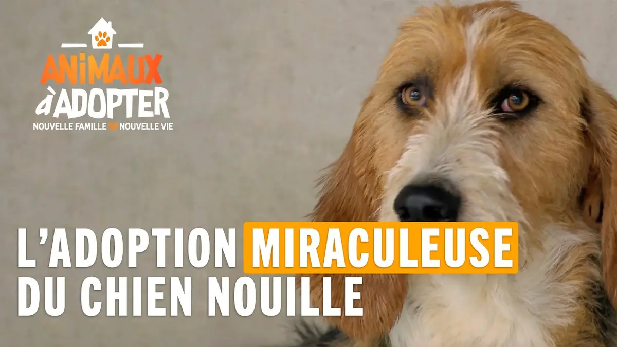 replay de L'adoption miraculeuse du chien Nouille ! - Animaux à Adopter