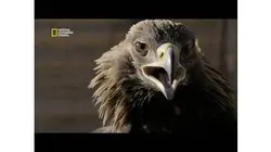 L'aigle royal des Kazakhs