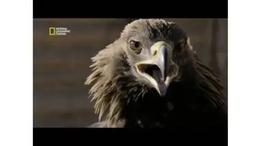 L'aigle royal des Kazakhs