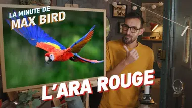 L’Ara rouge