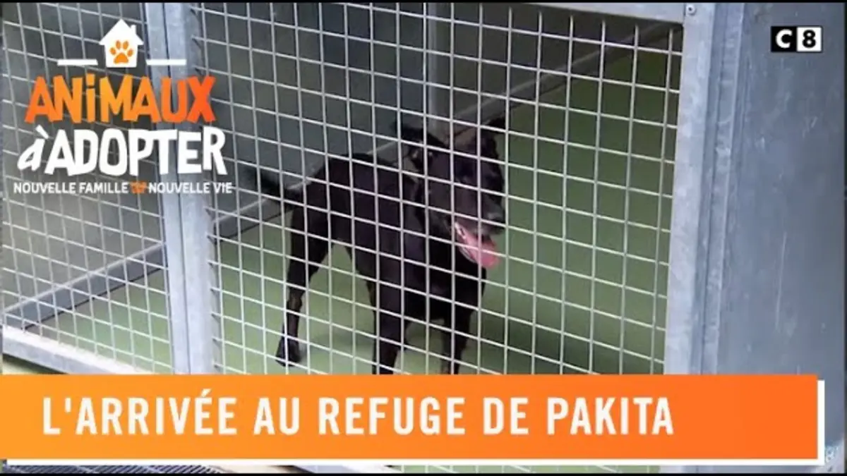 replay de L'arrivée au refuge de Pakita - Animaux à Adopter