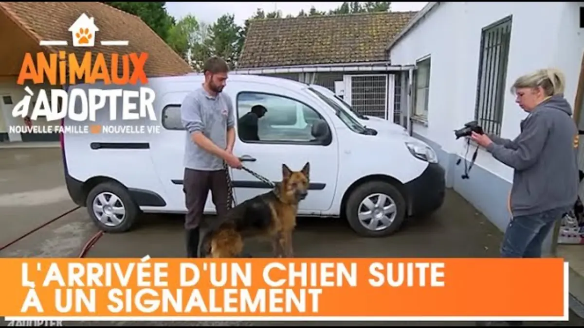 replay de L' arrivée d'un chien suite à un signalement pour maltraitance - Animaux A Adopter