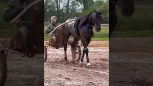 replay de L’ENTRAÎNEMENT D’UN CHEVAL DE COURSE