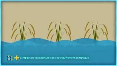 L'impact de la culture de riz dans le réchauffement climatique