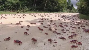 L'impressionnante migration des crabes rouges sur l'Île Christmas