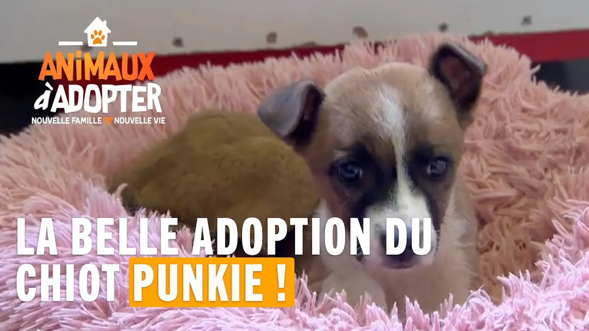 replay de La belle adoption du timide chiot Punkie retrouvé sur la route ! ? - Animaux à Adopter