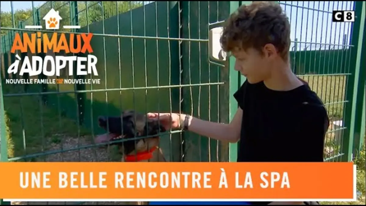 replay de La belle rencontre entre Nala, une malinoise et Malvin - Animaux à adopter