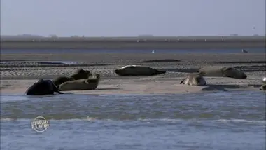 La Côte d'Opale, des falaises des Deux-Caps aux marais de Saint-Omer