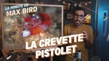 La Crevette Pistolet