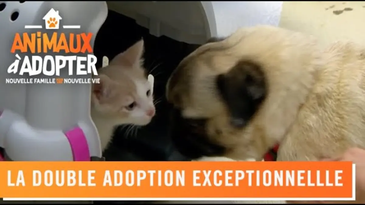 replay de La double adoption exceptionnelle de Myrtille et Lison - Animaux à adopter