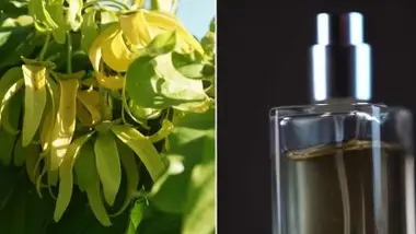 La face cachée de la production de parfums