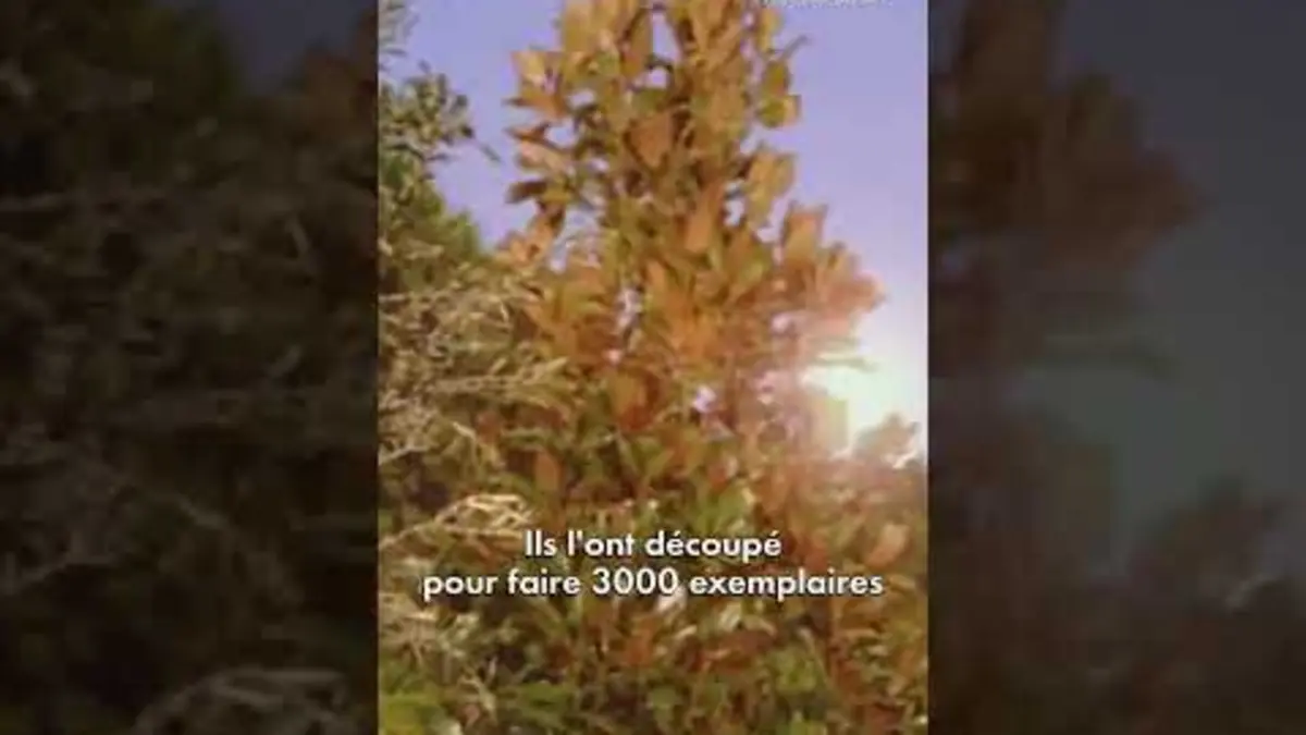 replay de La forêt appelle à l'aide ! ? #Humour #Shorts #LesGuignols