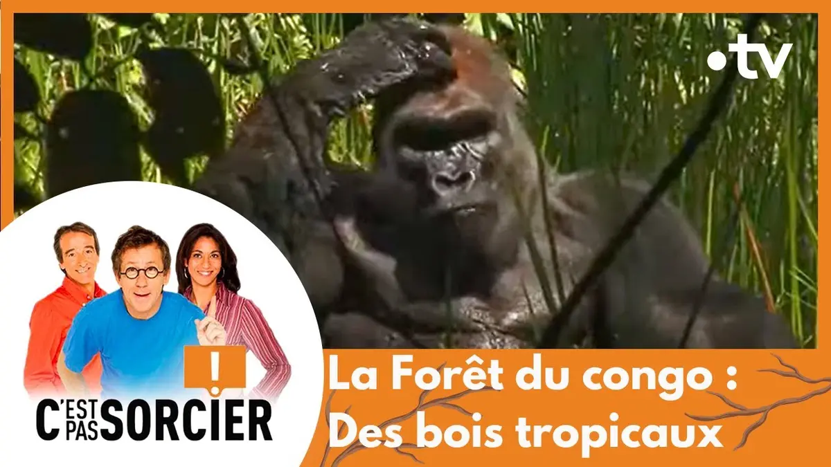 replay de La Forêt du congo : sur la piste des bois tropicaux - C'est pas sorcier [Intégrale]