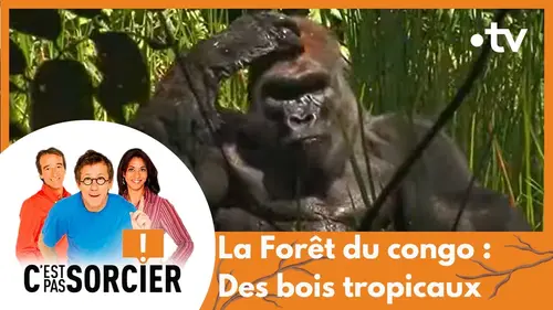 replay de La Forêt du congo : sur la piste des bois tropicaux - C'est pas sorcier [Intégrale]