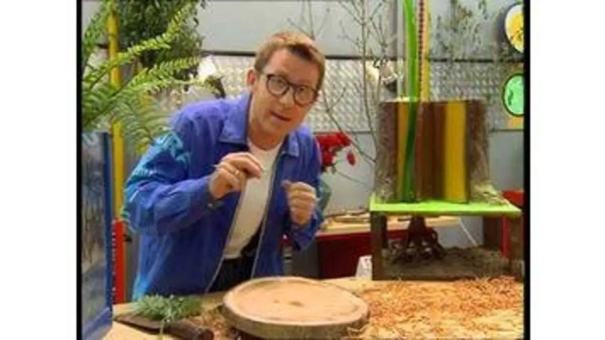 replay de La foret enchantée; ça vous branche ? - C'est pas sorcier