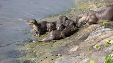 La guerre est déclarée