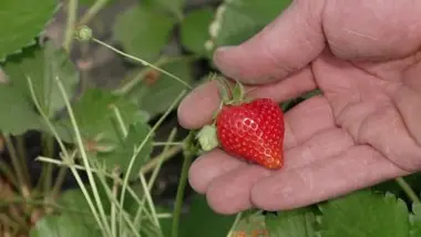 La Maremne et le Marensin
