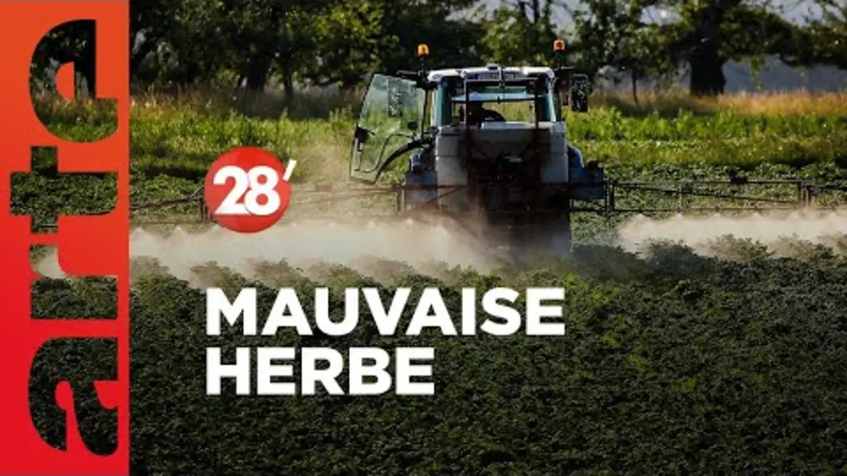 replay de La mauvaise herbe qui résiste au glyphosate - 28 Minutes - ARTE