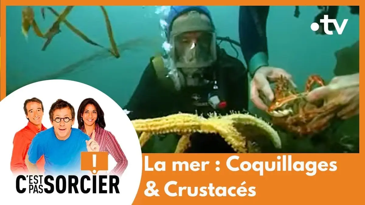 replay de La mer : Coquillages & Crustacés - C'est pas sorcier [Intégrale]