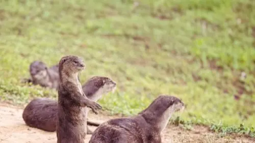 Les loutres des quartiers chics ! Résidences secondaires