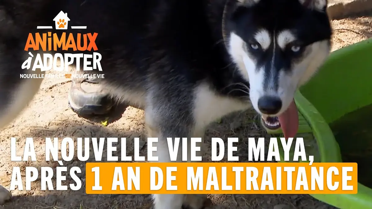 replay de La nouvelle vie de Maya, maltraité pendant 1 an ! - Animaux à adopter