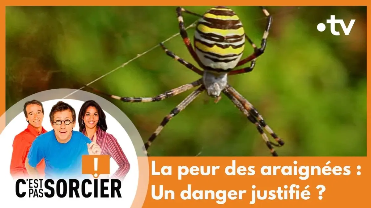 replay de La peur des araignées : Un danger justifié ? - C'est pas sorcier [Intégrale]