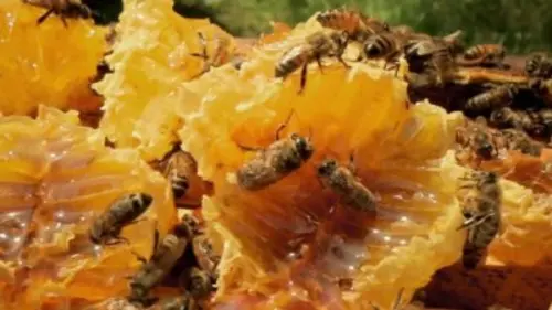 L'été de 20h30 La reine du miel