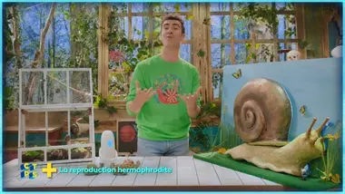 La reproduction hermaphrodite