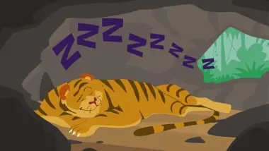 La sieste du tigre